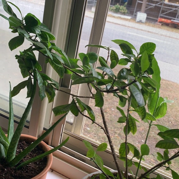 Plant - Picture 2 of 4